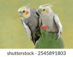 A pair of Australian parakeets foraging on wild cactus flowers. This hook-billed bird has the scientific name Nymphicus hollandicus.