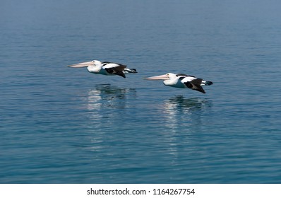 A Pair Of Australian Pelicans(Pelecanus Conspicillatus), Flying In Sync, Very Close To The Water, Above The Clarence River, Near Goodwood Island, NSW, Australia.