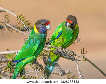 A pair of Australian Ringnecks of the western race, known as Twenty-eight Parrots, photographed in a forest of South Western Australia.