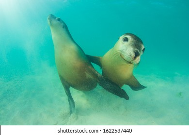 Pair Of Australian Sea Lions 