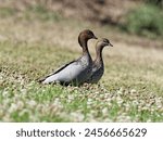 A pair of Australian Wood Ducks or Maned Ducks (Chenonetta jubata) walking together down a grass hill at Telarah Lagoon New South Wales Australia