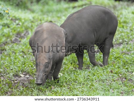 a pair of babirusa at the zoo