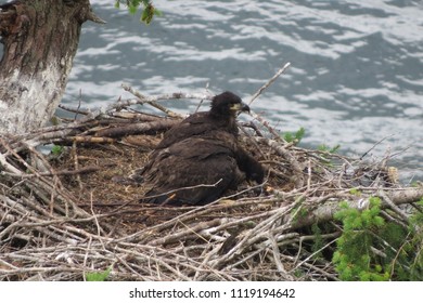 Pair of baby bald eagles, sitting in nest, at top of tree, on, Denman Island, BC, Canada