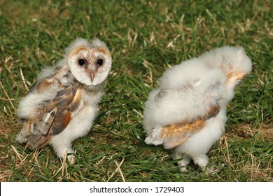 1000 Baby Barn Owl Stock Images Photos Vectors Shutterstock