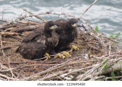 A Pair Of Baby Eagles, Sitting In Their Nest, On Denman Island, BC, Canada