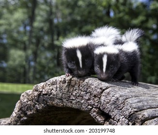  Pair of baby skunks, side by side, on a fallen log.  Shallow depth of field