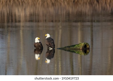 a pair of Bald eagle at British Columbia Canada; north american