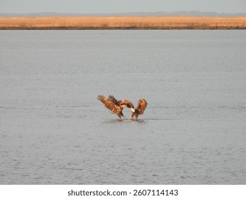 A pair of bald eagles fighting within the shallow, wetland waters of the Bombay Hook National Wildlife Refuge, Kent County, Delaware. 