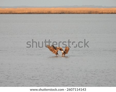 A pair of bald eagles fighting within the shallow, wetland waters of the Bombay Hook National Wildlife Refuge, Kent County, Delaware. 