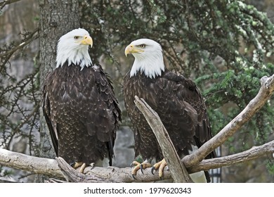 A pair of Bald Eagles, (Haliaeetus leucocephalus) are perched on a branch