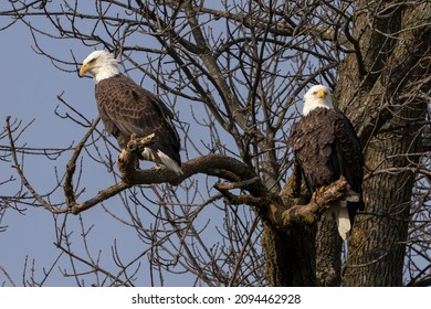 A pair of bald eagles (Haliaeetus leucocephalus) sitting in a tree near Lake Michigan