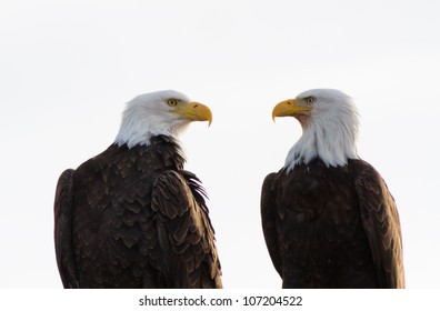 A pair of bald eagles at the Klamath basin looking for prey.