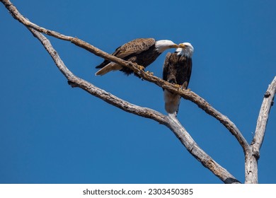 Pair of Bald Eagles Perched in a Bare Tree Chatter - Shutterstock ID 2303450385