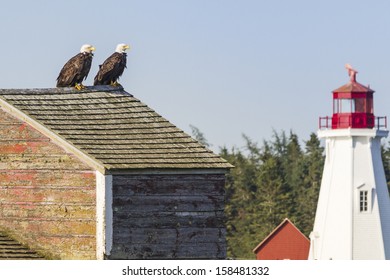 A pair of bald eagles perched on the roof of an old fish canning factory in Lubec, Maine, with Mulholland Point Light on Campobello Island in the background