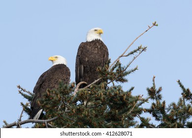 pair of bald eagles perched in treetop