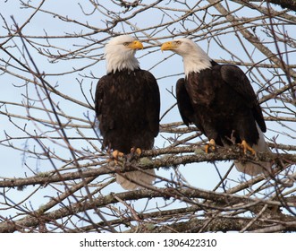 Pair of bald eagles sitting full frame on a bare branch together looking at each other and the eagle on the right is leaning in toward the other. The background is filled with bare branches and twigs