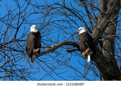 A pair of bald eagles sitting on the shores of Lake Michigan