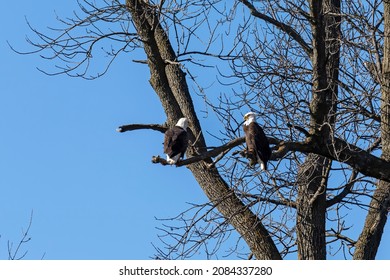 A pair of bald eagles sitting in a tree near Lake Michigan