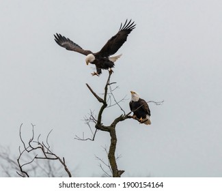 Pair of Bald Eagles in a tree