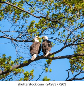 Pair of bald eagles in a tree