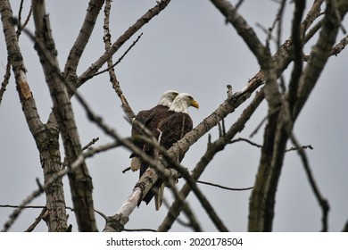 Pair of Bald Eagles in Tree: A pair of bald eagles perched in a bare tree together on a cloudy day