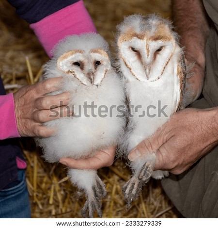 A pair of Barn owlets or chicks. Ringed for study and conservation purposes.