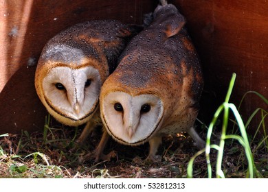 Bird Of Prey In Window Images Stock Photos Vectors Shutterstock