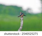 Pair of Barn Swallows on a Dead Tree in the Horicon National Wildlife Refuge in Wisconsin