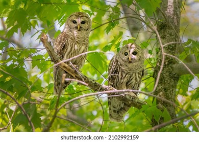 A Pair Of Barred Owls Guard The Nest