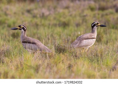 Pair Of Beach Stone-curlew (Esacus Magnirostris) In A Salt Marsh. Hastings Point, NSW, Australia.