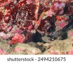 A pair of the Beautiful Banded coral shrimp, Barber-pole shrimp (Stenopus hispidus) in underwater cave.

Hirizohama beach, by ferry from Nakagi, Minami-Izu-cho,  Izu Peninsula, Shizuoka. Jul 2024.
