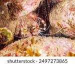 A pair of the Beautiful Banded coral shrimp, Barber-pole shrimp (Stenopus hispidus) in underwater cave.

Hirizohama beach, Nakagi, Minami-Izu, Izu Peninsula, Shizuoka pref, Japan. - July 2024.
