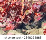 A pair of the Beautiful Banded coral shrimp, Barber-pole shrimp (Stenopus hispidus) in underwater cave.

Hirizohama beach, Nakagi, Minami-Izu, Izu Peninsula, Shizuoka pref - 2024.
