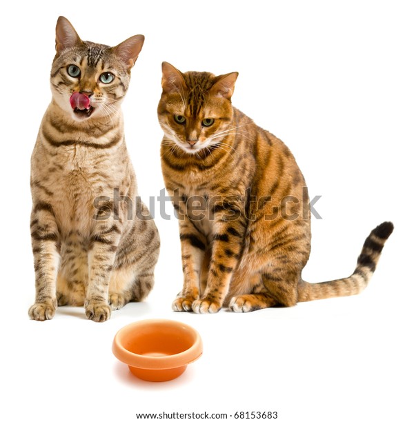 Humorous stock photo of the cat that got the cream with one cat licking its lips and the other looking sadly at the empty bowl in front of them