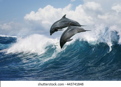 A pair of beautiful dolphins jumping over breaking waves. Hawaii Pacific Ocean wildlife scenery. Marine animals in natural habitat. - Powered by Shutterstock