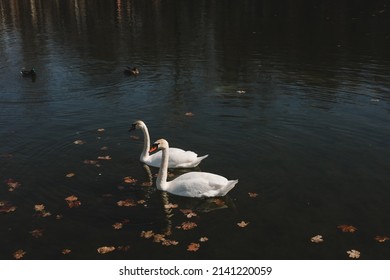 A Pair Of Beautiful White Swans On The Water. Two Graceful White Swans Swim In The Dark Water Lake.