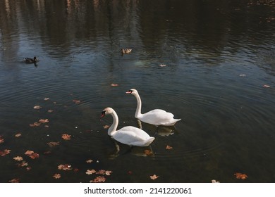 A Pair Of Beautiful White Swans On The Water. Two Graceful White Swans Swim In The Dark Water Lake.