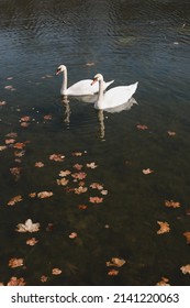 A Pair Of Beautiful White Swans On The Water. Two Graceful White Swans Swim In The Dark Water Lake.