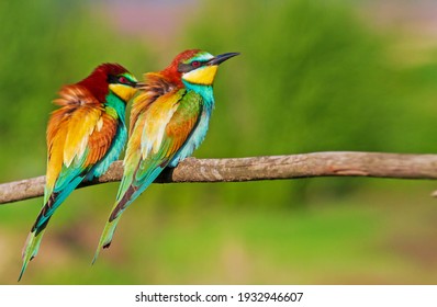 Pair Of Beautiful Wild Birds Bee-eaters