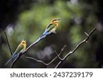 A pair of Bee Eaters perched on a branch