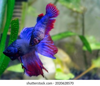 A Pair Of Bettas Fish In Mating Face