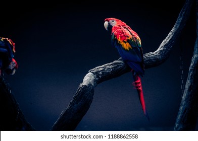 Pair of big parrot Red Macaw sitting on the branch. Ara chloroptera on dark blue background. Wildlife and rainforest exotic tropical birds.