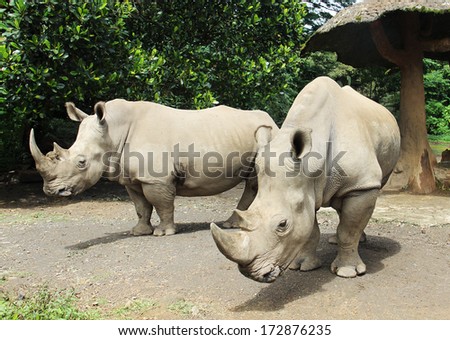 a pair of big rhinoceros