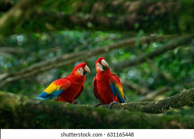 Pair of big Scarlet Macaws, Ara macao, two birds sitting on the branch, Brazil. Wildlife love scene from tropical forest nature. Two beautiful parrots in green habitat.