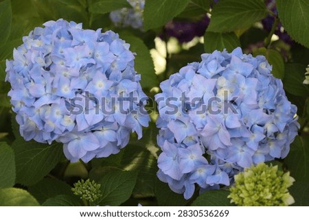 pair bigleaf hydrangea, large, spherical blue mophead blooms vibrant coloration (Hydrangea-macrophylla) (macro, close-up, shade)