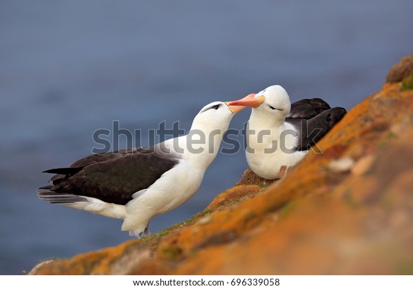 Pair of birds Black-browed albratros.\
Bird love. Beautiful sea birds on the cliff. Albatross with dark\
blue water in the background, Falkland\
Island.