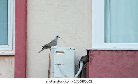 Pair Of Birds Making Nest In Empty Place Of Air Condition Motor And Balcony, Wild Life In Urban Conditions, Spring Is In The Air
