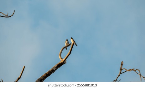 A pair of birds perched side by side on a bare branch, gazing at each other against a clear blue sky. - Powered by Shutterstock