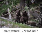 Pair of black bear cubs pausing together beside a log under spruce branches, one looking at the other, Canadian Rockies, Alberta, Canada.
