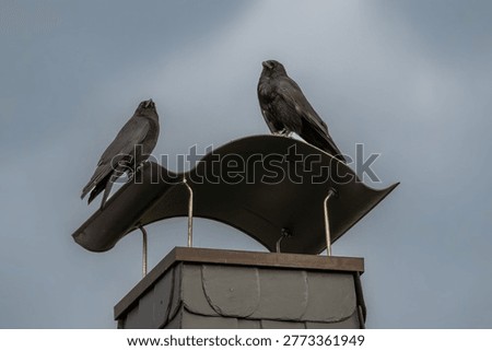 Pair of black crows (Corvus corone) sitting on architectural rooftop feature, moody sky background, urban nature concept, contrast and symmetry.